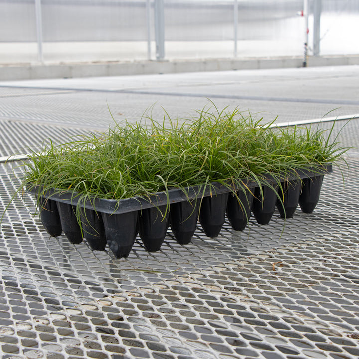 Carex pensylvanica, tray of 32 plugs
