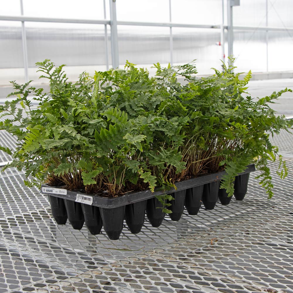 Dryopteris marginalis, tray of 32 plugs