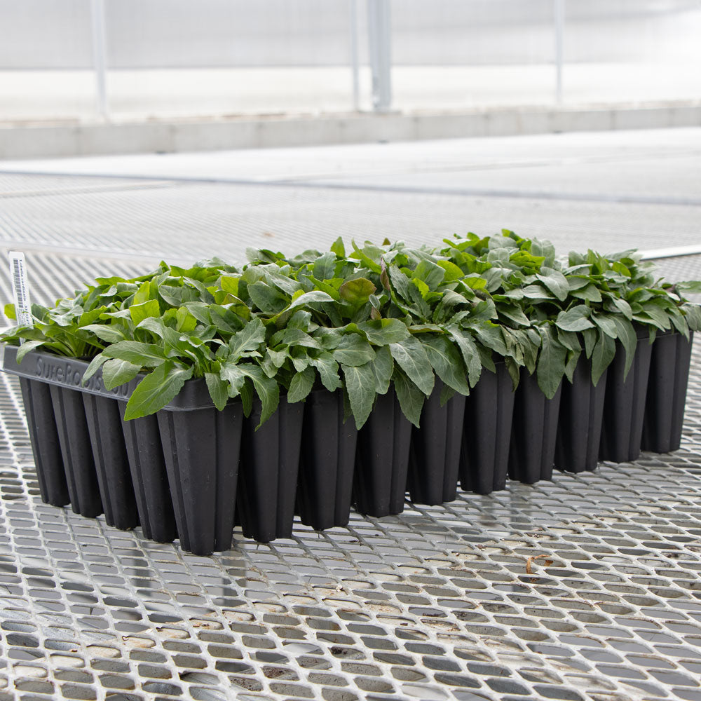 Lobelia cardinalis, tray of 50 plugs