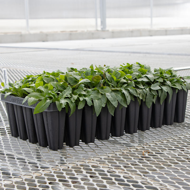 Lobelia cardinalis, tray of 50 plugs