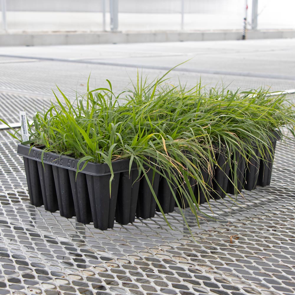 Eragrostis spectabilis, tray of 50 plugs