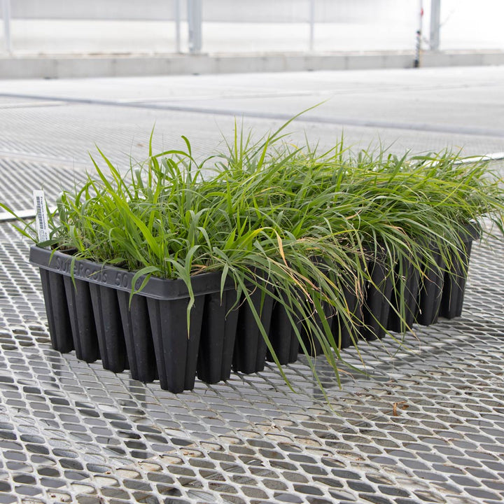 Eragrostis spectabilis, tray of 50 plugs