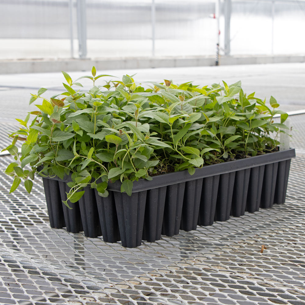 Monarda bradburiana, tray of 50 plugs