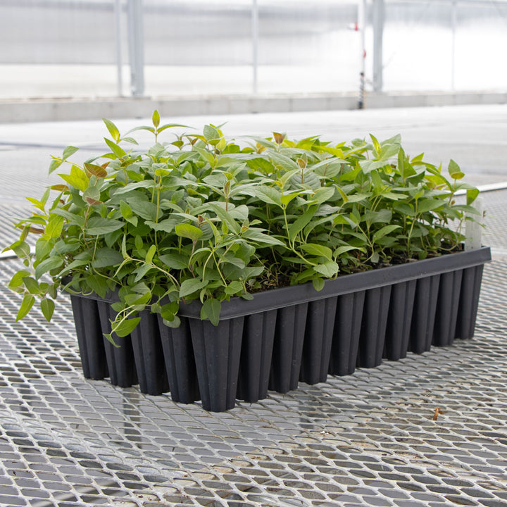 Monarda bradburiana, tray of 50 plugs