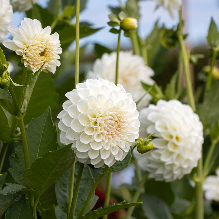 Dahlia 'Boom Boom White'