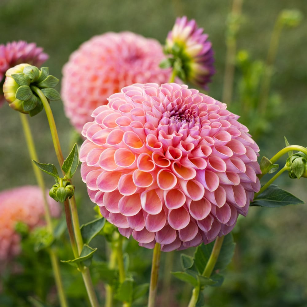 Dahlia 'Jowey Winnie'