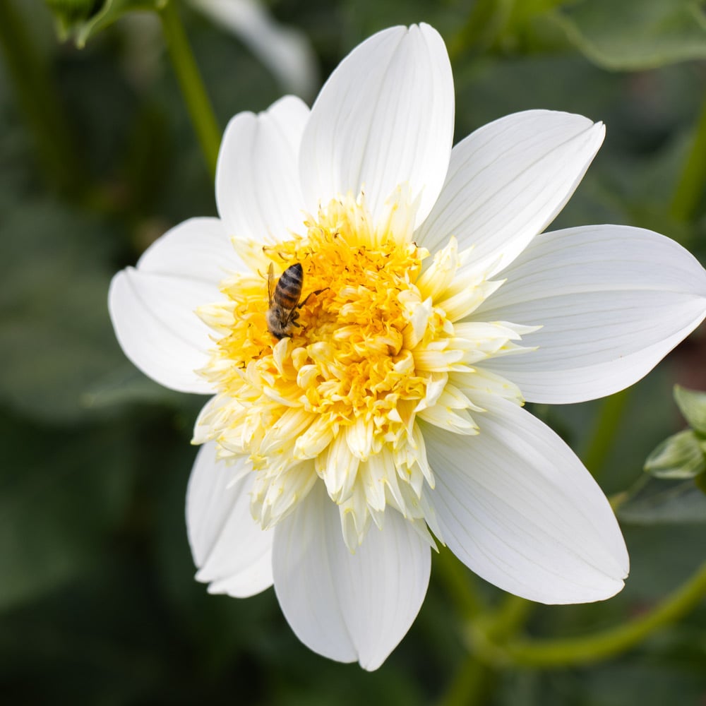 Dahlia 'Platinum Blonde'