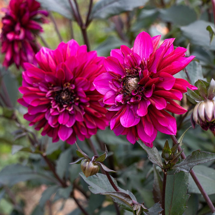 Dahlia 'Purple Haze'