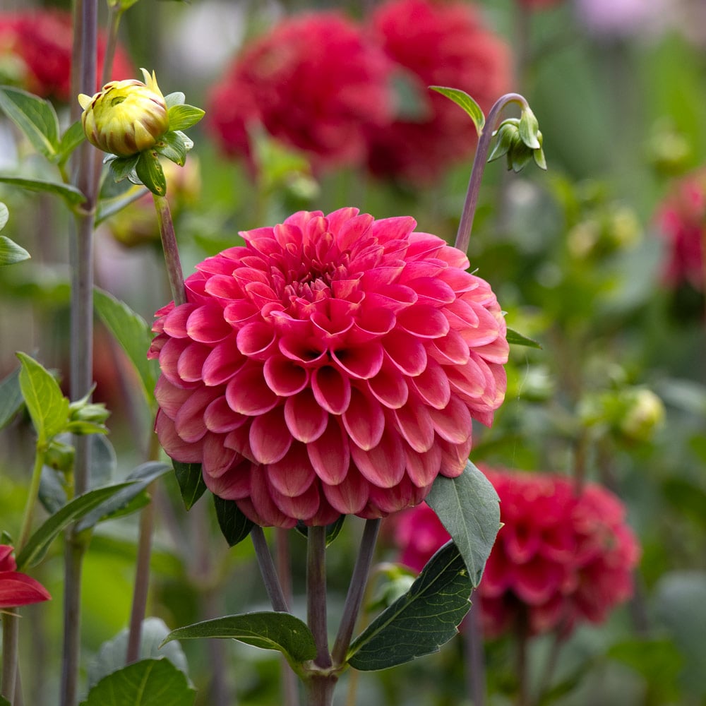 Dahlia 'Zundert Mystery Fox'