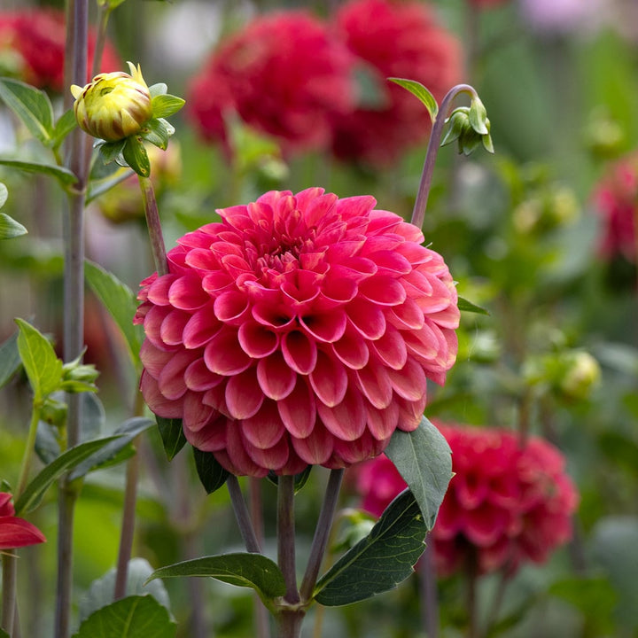 Dahlia 'Zundert Mystery Fox'