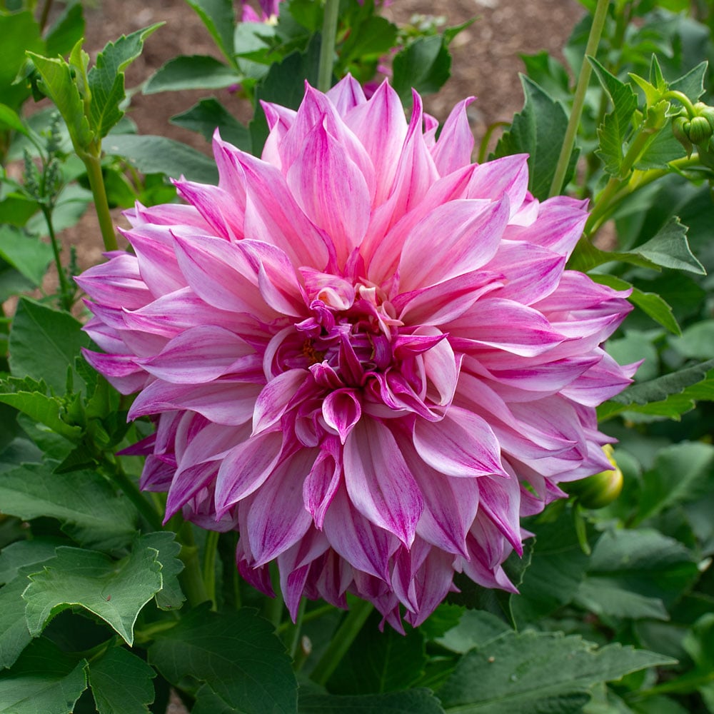 Dahlia 'Café au Lait Royal'