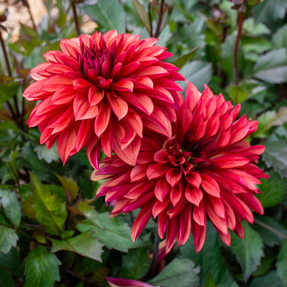 Dahlia 'Danique'