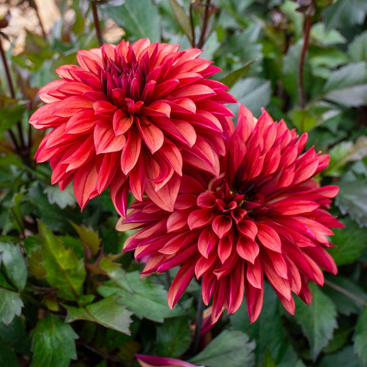 Dahlia 'Danique'