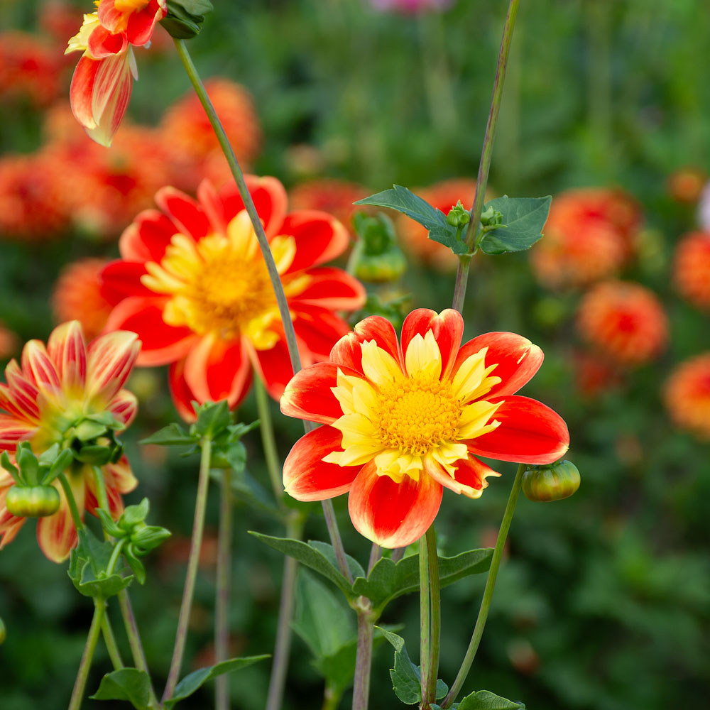 Dahlia 'Pooh'