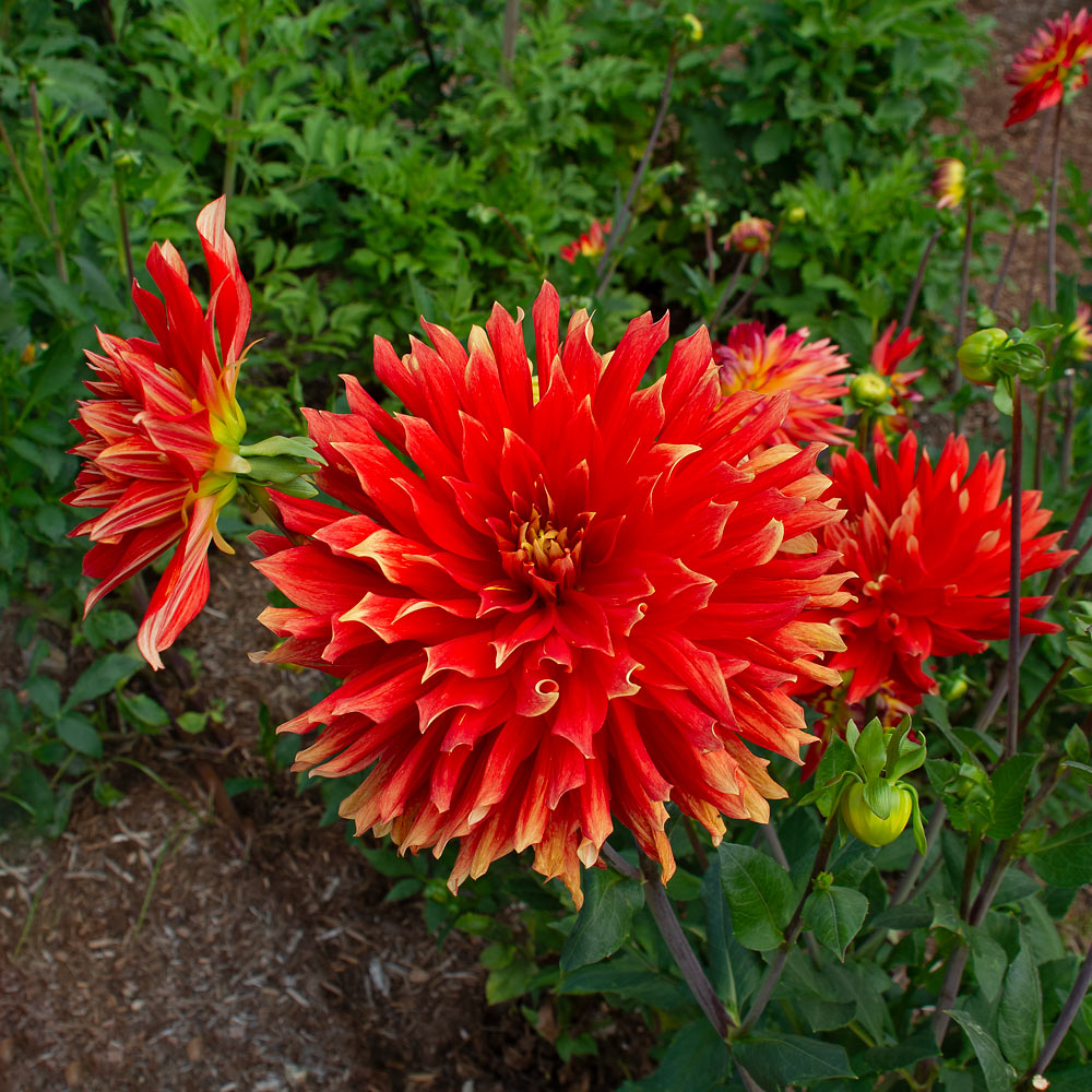 Dahlia 'Vulcan'