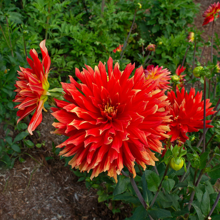 Dahlia 'Vulcan'
