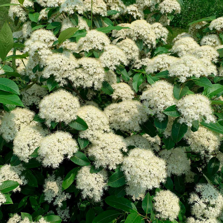Viburnum cassinoides NativeStar® 'Raisinette'