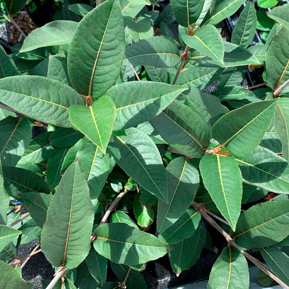Viburnum cassinoides NativeStar® 'Raisinette'