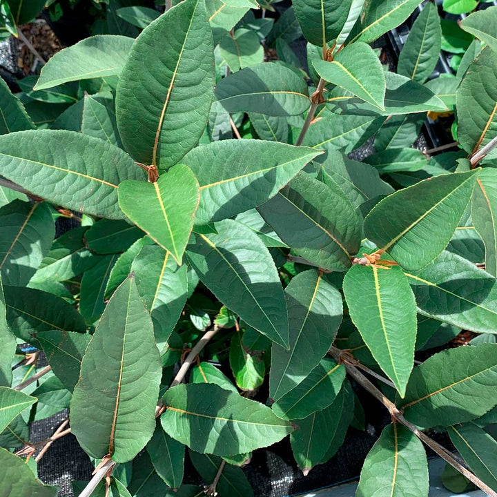 Viburnum cassinoides NativeStar® 'Raisinette'