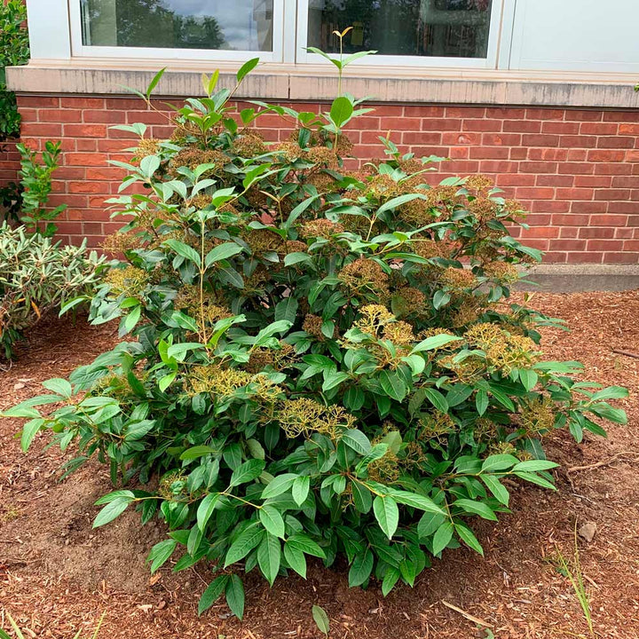 Viburnum cassinoides NativeStar® 'Raisinette'