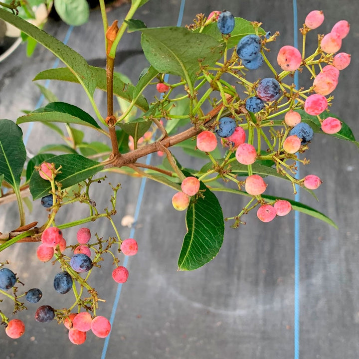 Viburnum cassinoides NativeStar® 'Raisinette'