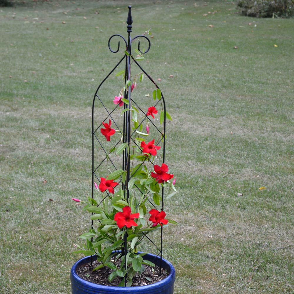 3-Way Trellis, Small