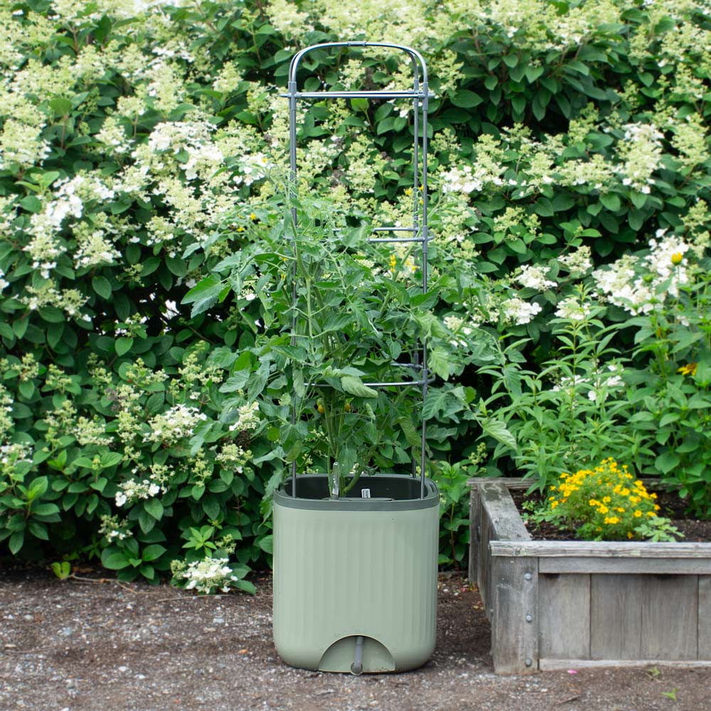 EZ Self-Watering Tomato Planter with Trellis, Sage Green