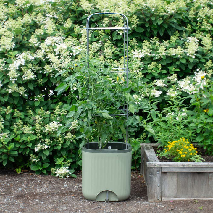 EZ Self-Watering Tomato Planter with Trellis, Sage Green