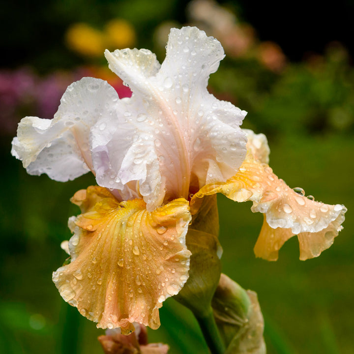 Iris germanica 'Champagne Elegance'