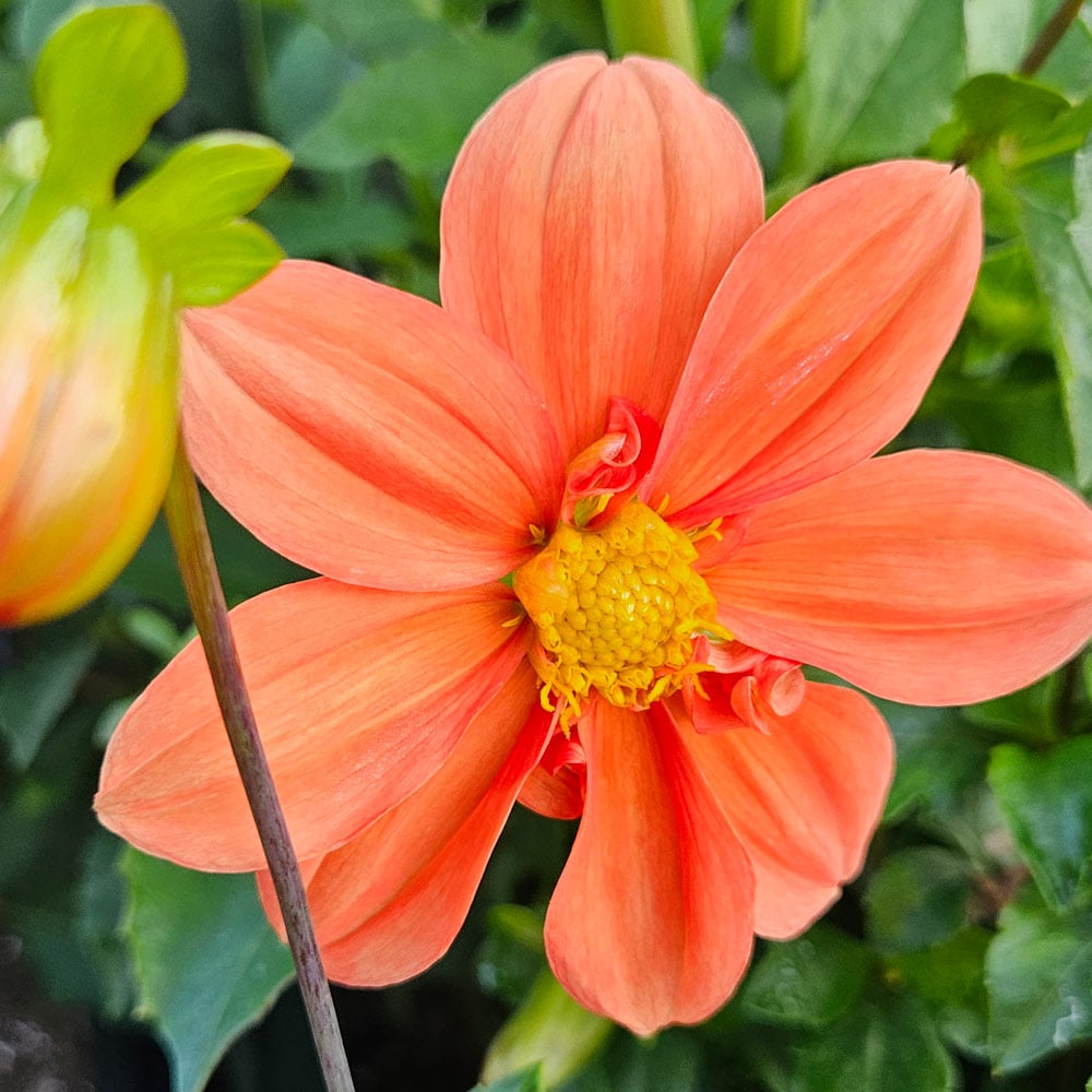 Dahlia 'G. F. Hemerick'