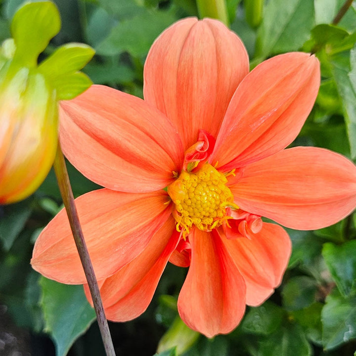Dahlia 'G. F. Hemerick'