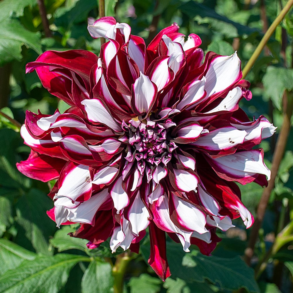 Dahlia 'Tartan'