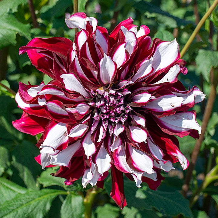 Dahlia 'Tartan'