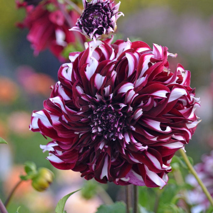 Dahlia 'Tartan'