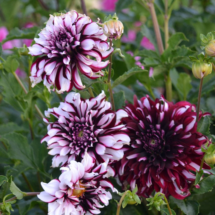 Dahlia 'Tartan'