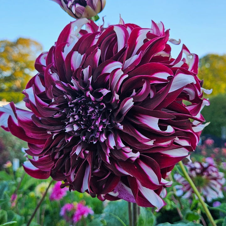 Dahlia 'Tartan'