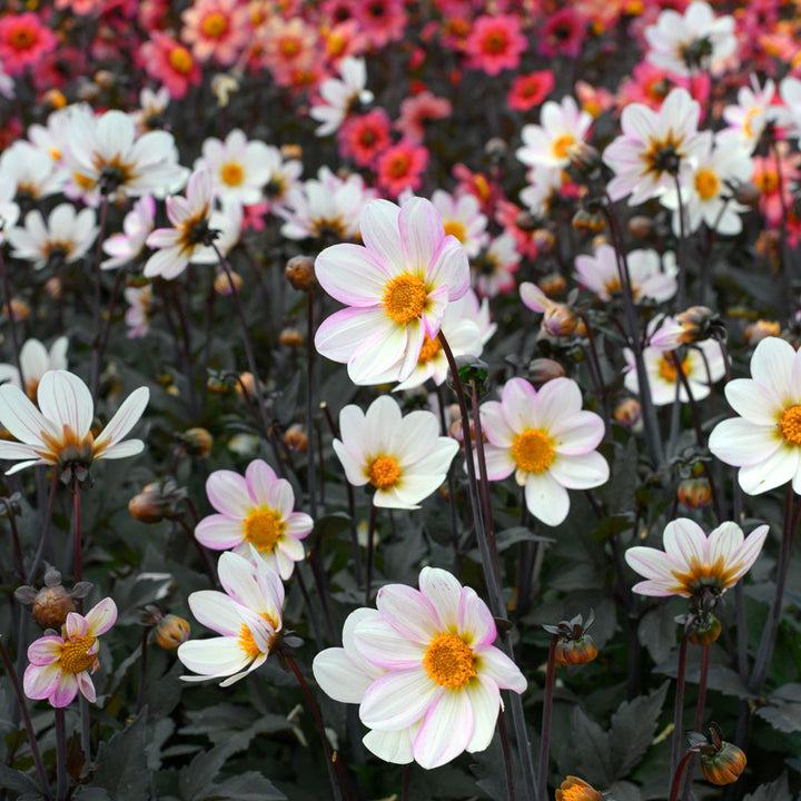 Dahlia Dahlegria® White