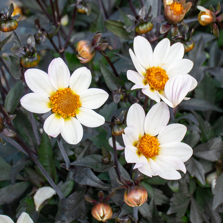 Dahlia Dahlegria® White