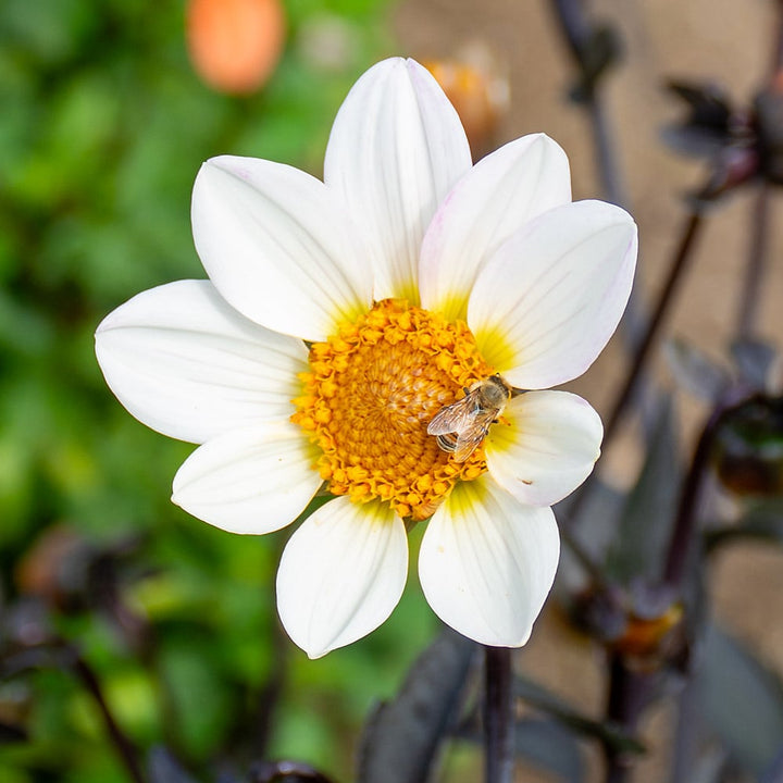 Dahlia Dahlegria® White