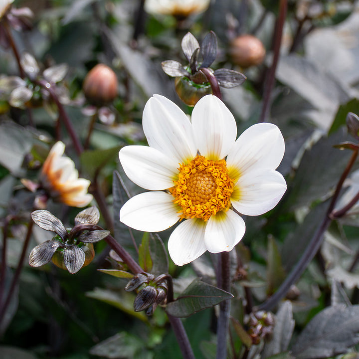 Dahlia Dahlegria® White
