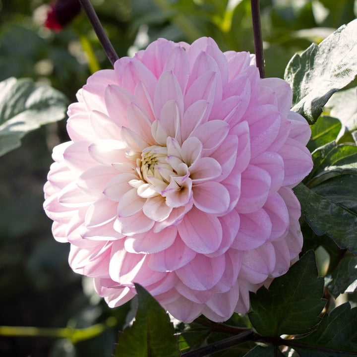 Dahlia 'Melody Harmony'