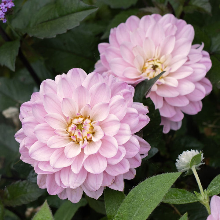Dahlia 'Melody Harmony'
