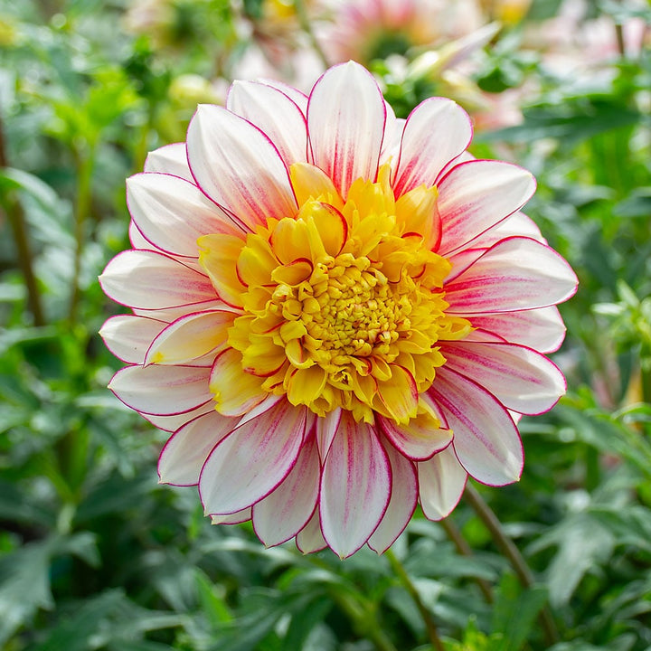 Dahlia 'Polka'