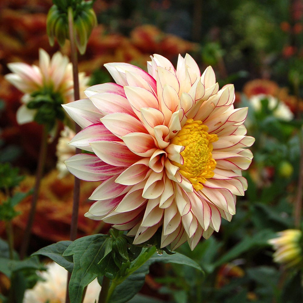 Dahlia 'Polka'
