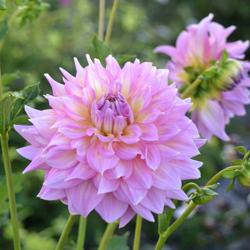 Dahlia 'Sir Alf Ramsey'