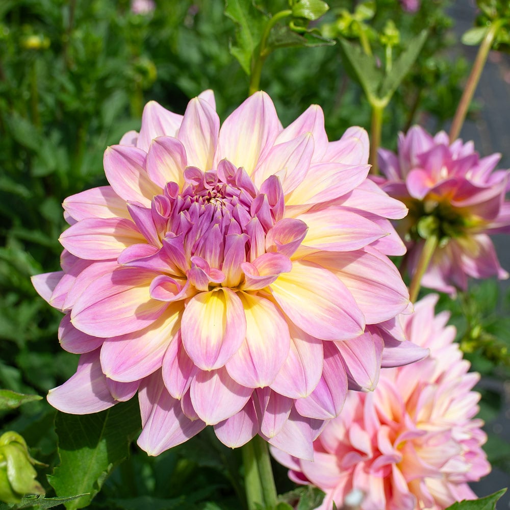 Dahlia 'Sir Alf Ramsey'