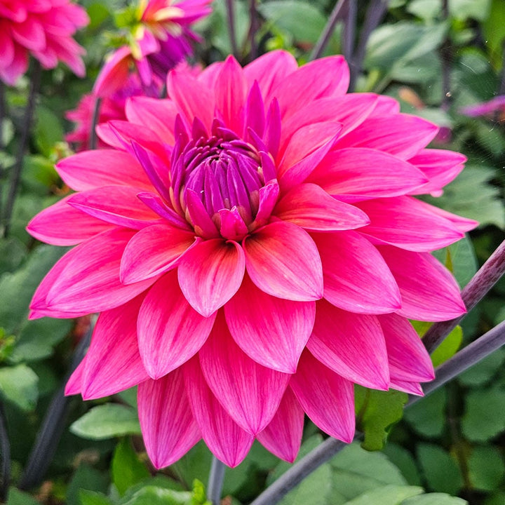Dahlia 'Feline Yvonne'