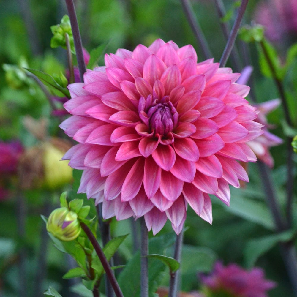 Dahlia 'Feline Yvonne'