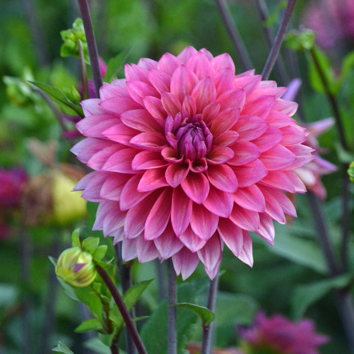 Dahlia 'Feline Yvonne'