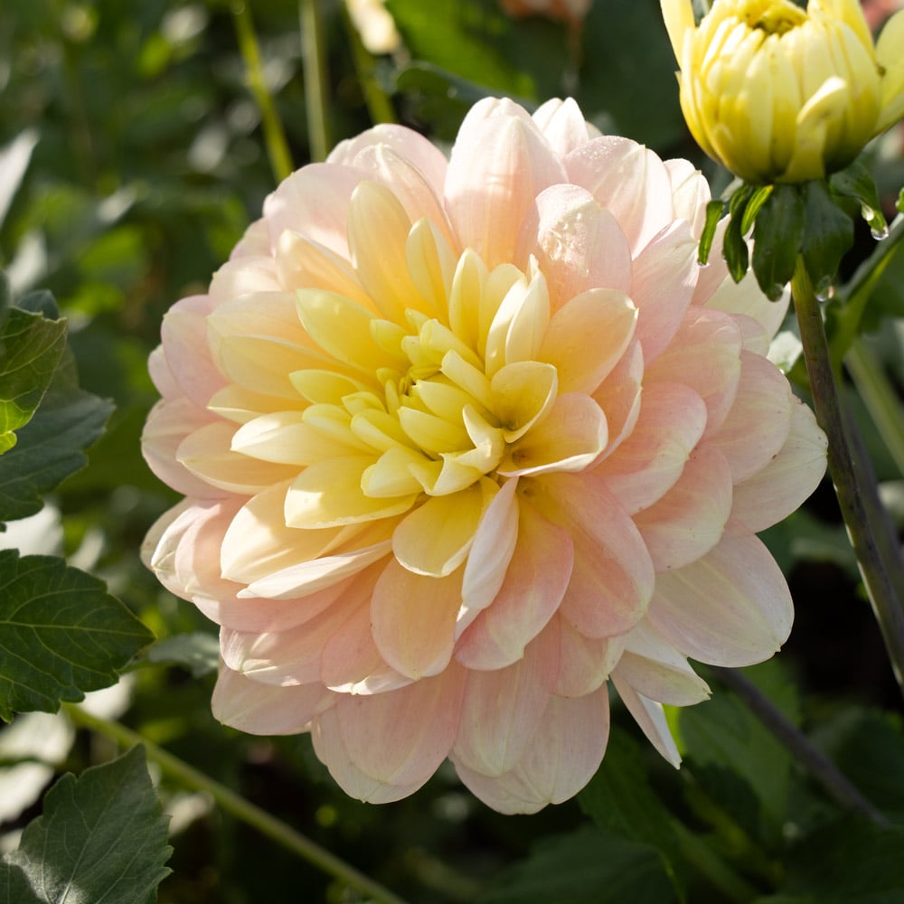 Dahlia 'Day Dreamer'